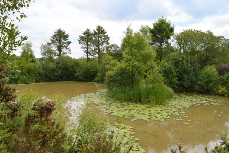 Lakes at Anglers Paradise Devon - Anglers Paradise